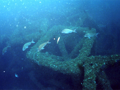 Artificial Reef and Red Seabream（example）