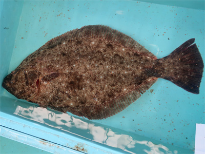 Japanese Flounder
