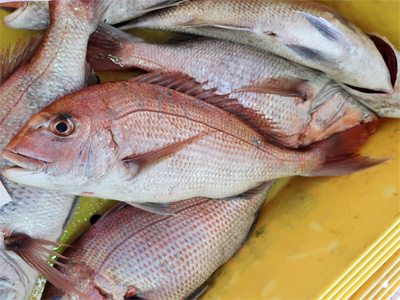 Red Seabream